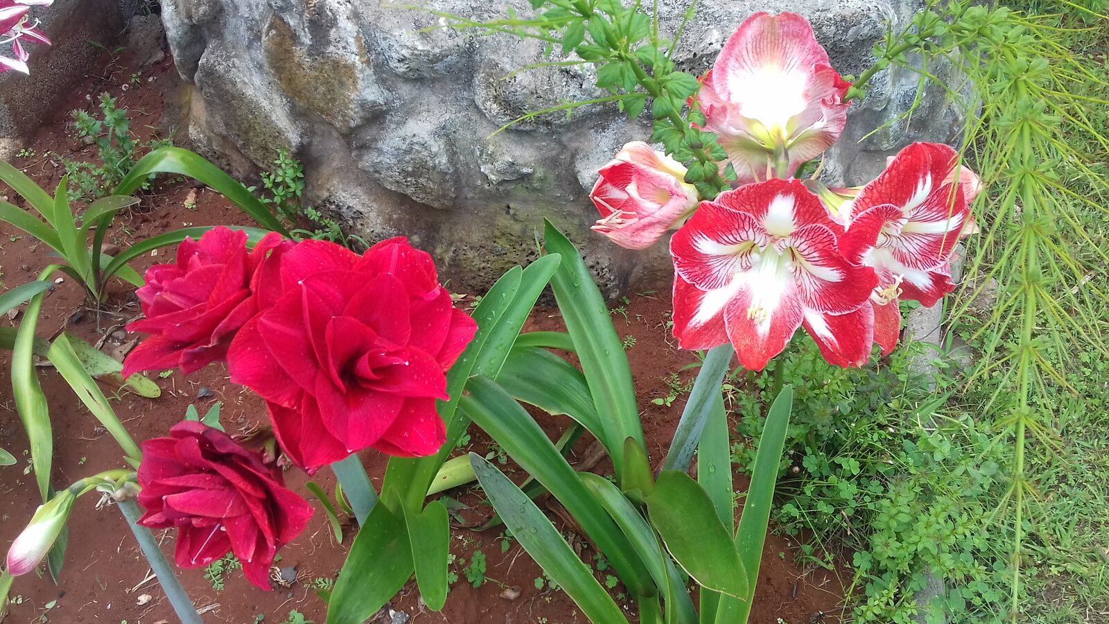 Chalet Amaryllis